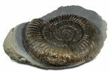 Jurassic Ammonite (Dactylioceras) Fossil - England #351140-1